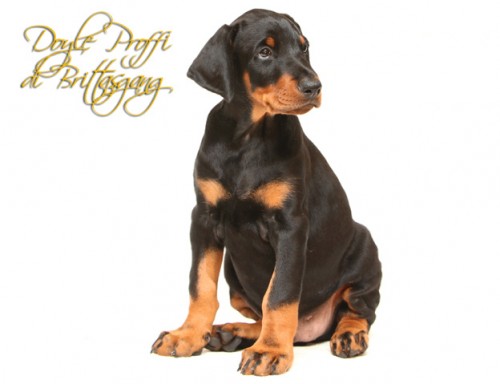 Dobrman �t���tko, �ern� pejsek