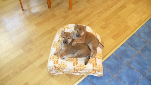 Prodam �tenatka Shiba Inu