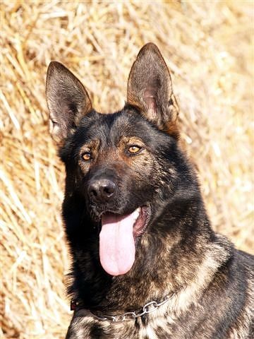 �t�nata s pp,prac.chov