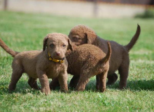 Chesapeake bay retr�vr a Jack Russell teri�r