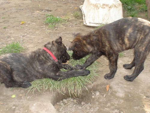 Posledn� pejsek a fenka HHK