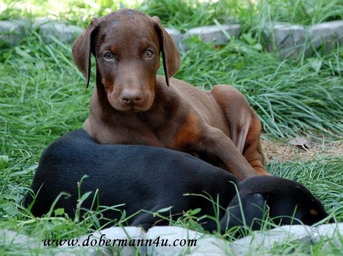 Dobrman - �t��ata s pp.