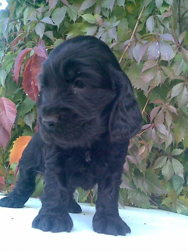 �ern� a zlat� fenka anglick�ho kokr�pan�la bez pp