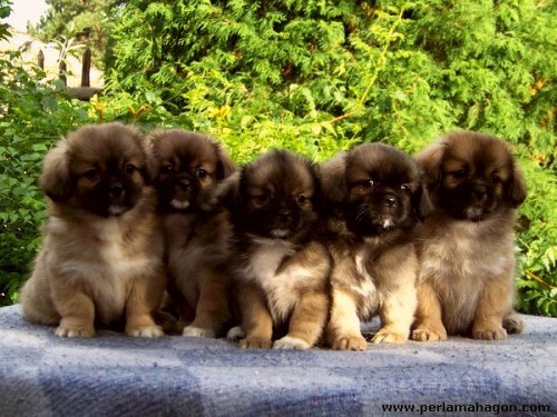 Tibe���k - �t���tka