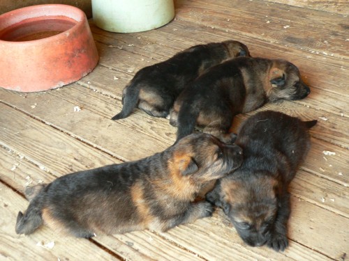 prod�m �t��ata N�meck� ov��k