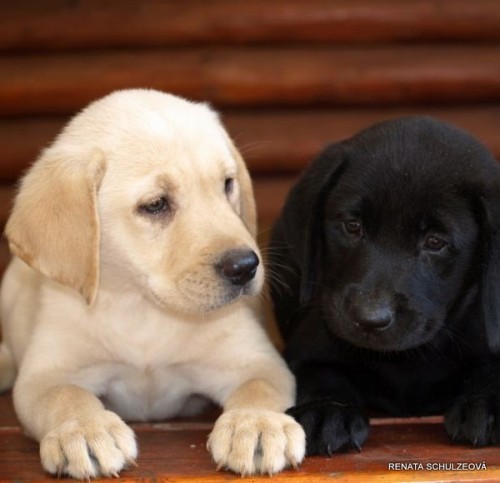 �t�n�tka labradora