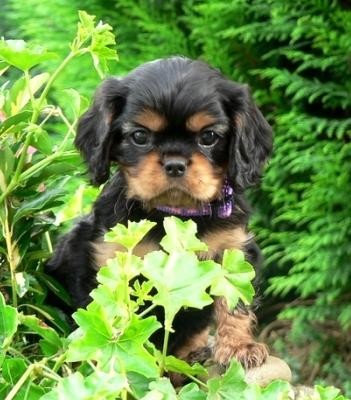 Kaval�r king charles �pan�l