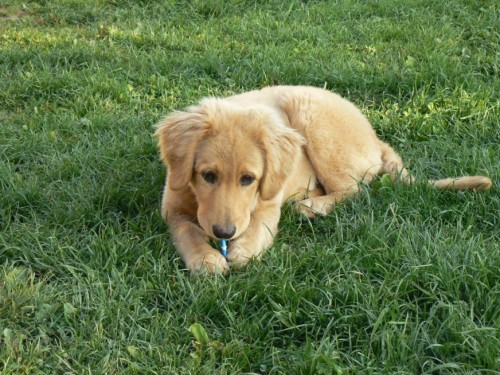 Hovawart �t�n� s PP v�hodn�