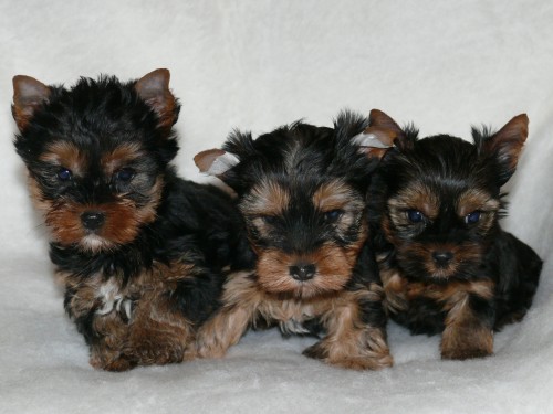 Jork��rsk� terier