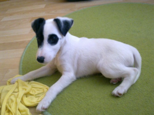 �ernob�l� �t�n� s PP