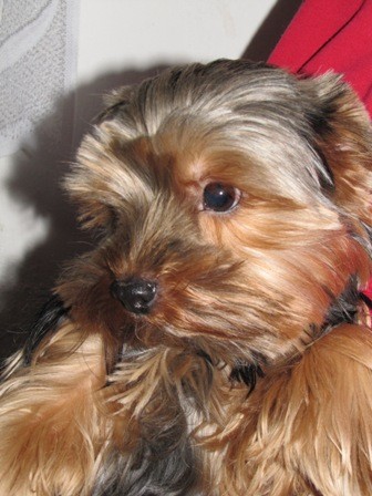 Prod�m �t�n� jork��rsk�ho teri�ra