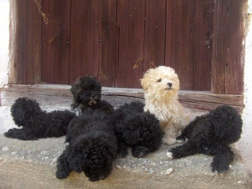 Barevn� bolo�sk� ps�k - �t��ata s PP