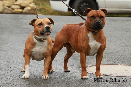 Posledn� fenka a pejsek ze �pi�kov�ho spojen�