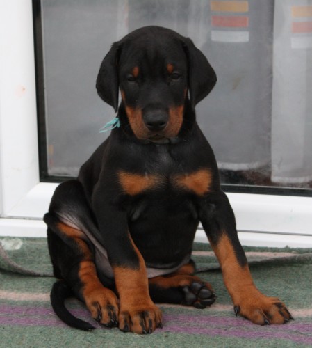 Dobrman-prod�m �t�n�