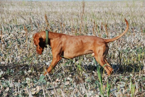 Hled�me "nev�stu" :o))