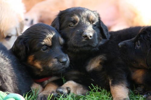 Hovawart - �t��ata s PP