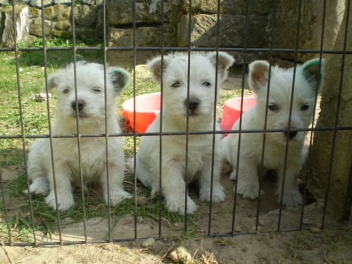 West�k, �t��ata s PP.