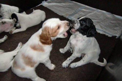 �t��ata anglick�ho setra s PP - odb�ru konec ��jna