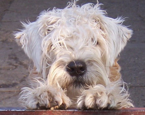RARITA-IRISH SOFT COATED WHEATEN TERI�R