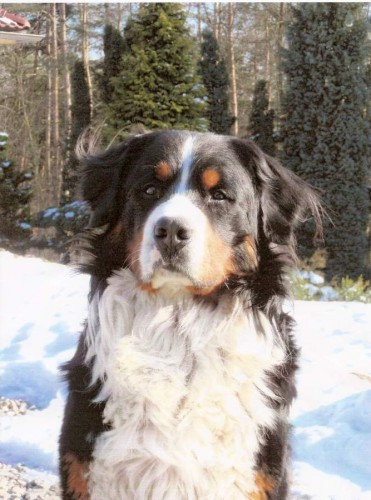 Bernsk� sala�nick� pes - kryt�