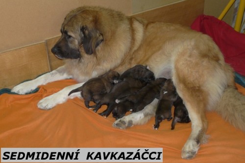 Kr�sn� �t��ata kavkazsk�ho pasteveck�ho psa 