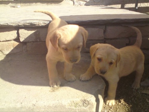 Prod�m �t�n� LABRADORA