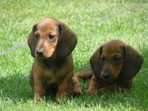 Jezev��k hladkosrst� standard