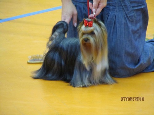 Jork��rsk� teri�r-�t�nata s PP