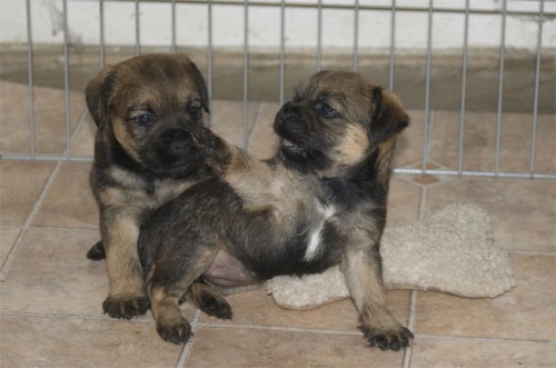 Posledn� �teniatko border teri�ra