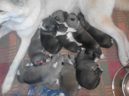 �t���tka Akita Inu