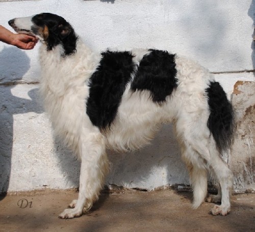 Barzoj - dv� �t��ata