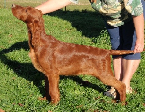 Kvalitn� pejsci irsk�ho setra