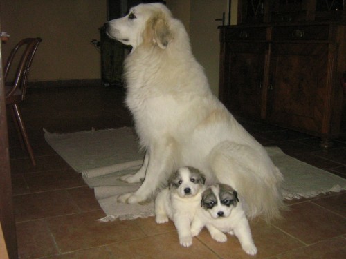 Pyrenejsk� horsk� pes