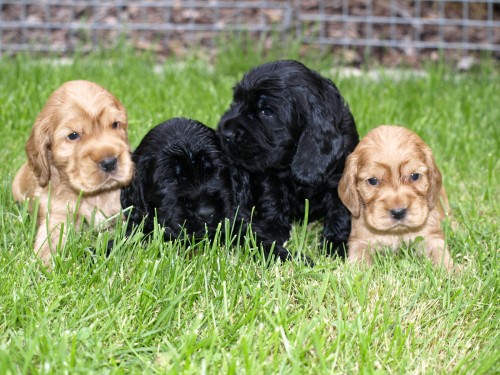 kr�sn� �t���tka kok��k�