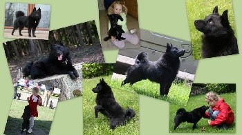 �iperka - schipperke