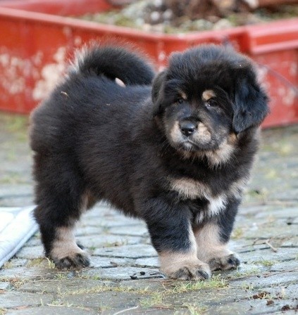 Tibetsk� doga - �t��ata