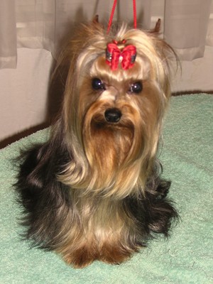 �t��ata jork��ra