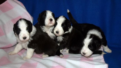 BEARDED COLLIE - �ernob�l� �t���tka s PP