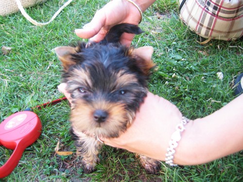 �t���tka jork��ra