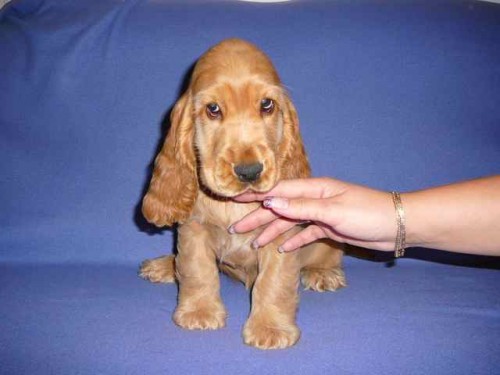 Anglick� kokr�pan�l s PP