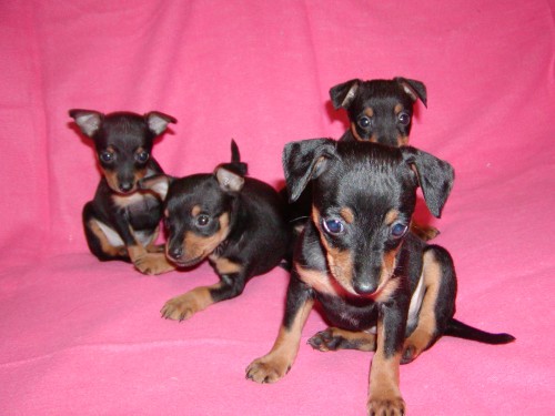 Trpasli�� pin� - srn�� ratl�k bez PP za 2000 K� - Brno