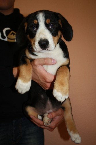 Entlebu�sk� sala�nick� pes