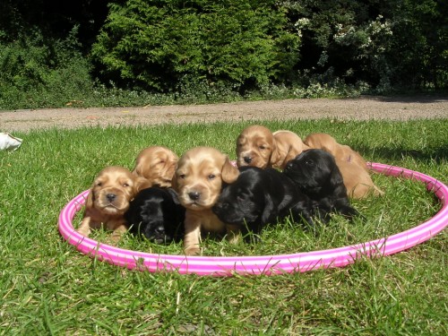 Anglick� kokr�pan�l