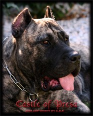 �t��ata Kan�rsk� dogy