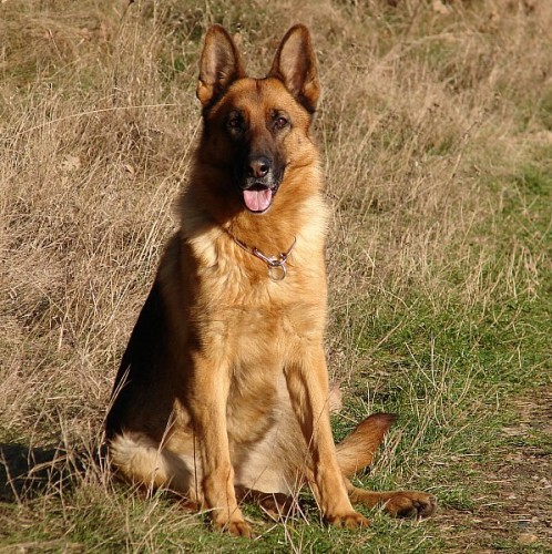 N�meck� ov��k - �t��ata