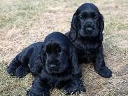 kr�sn� �t���tka kok��k�