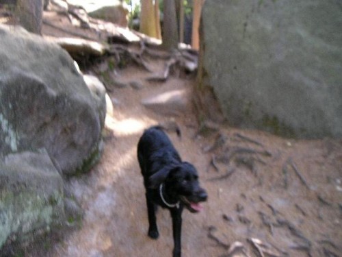 Daruji 9 m�s��n�ho pejska