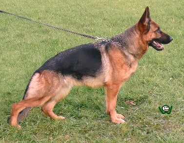 N�meck� ov��k