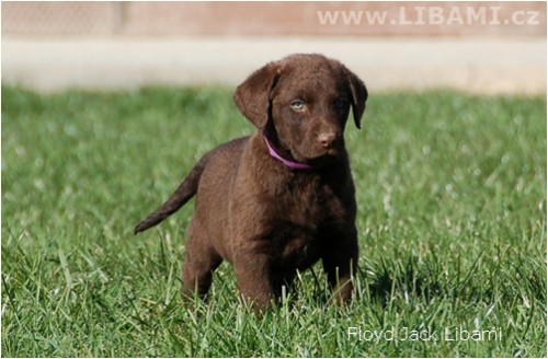 Chesapeake bay retr�vr 