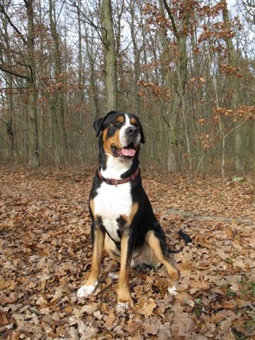 Nab�dka kryt� V�SP Bodie Irwing